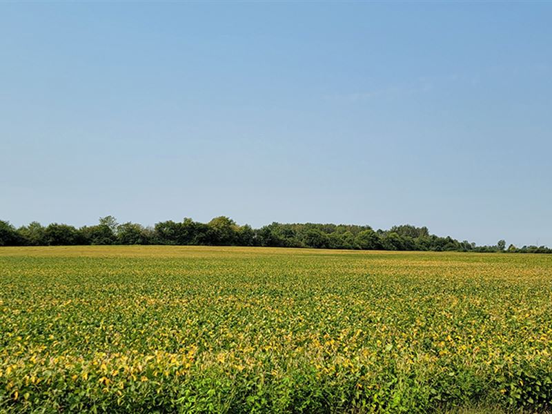 Fayette & Ross County Grain Farms : Frankfort : Ross County : Ohio