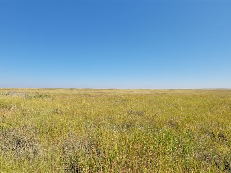 East Morgan County Pasture Auction : Brush : Morgan County : Colorado