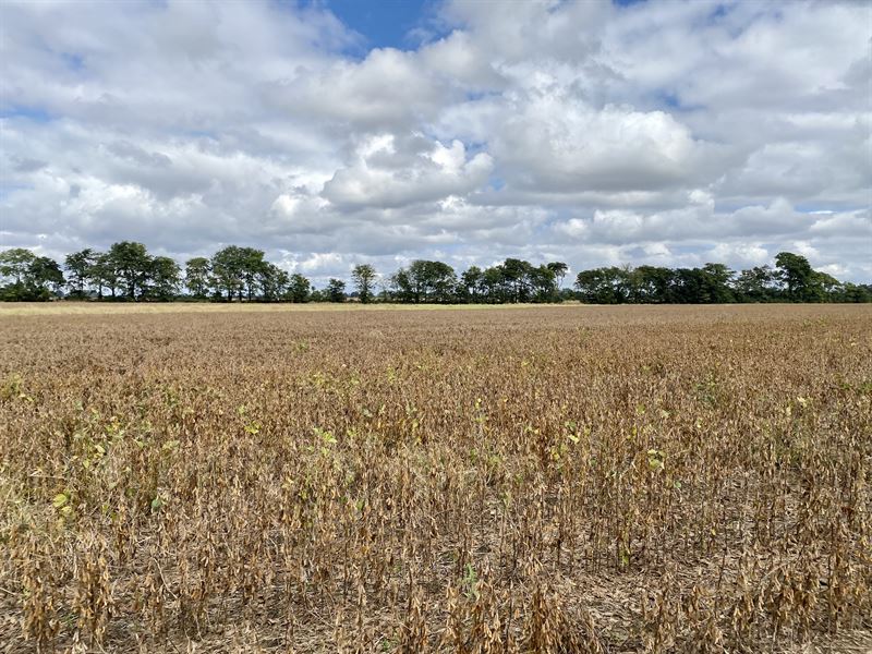 Southeast Missouri Farmland Auction : White Oak : Dunklin County : Missouri