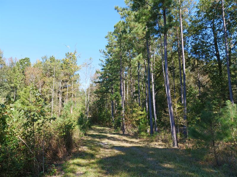 Development & Timber Land : Batesburg-Leesville : Lexington County : South Carolina