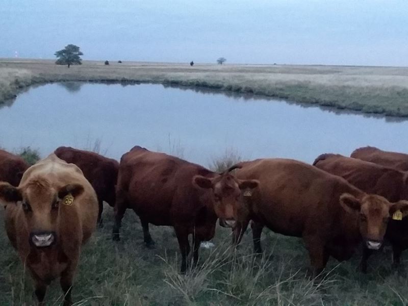 Balanced Grassland & Cultivation : La Crosse : Rush County : Kansas