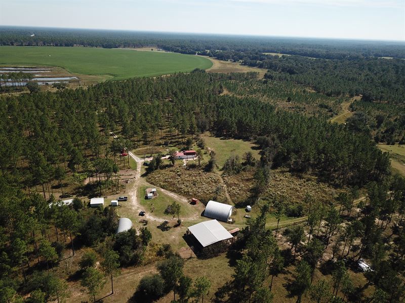 130 Acre Game Plantation : Newton : Baker County : Georgia