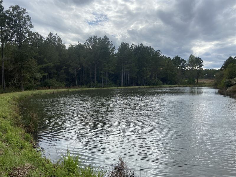 Timber & Recreational Tract : Tifton : Tift County : Georgia
