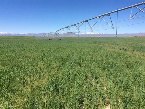 Idaho Farmland for Sale At Auction : Arco : Butte County : Idaho