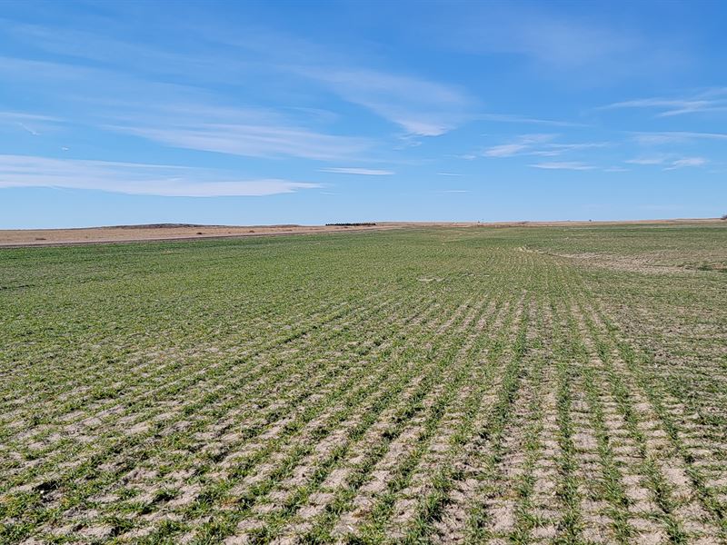 Pauline Nelson Dryland Auction : Sterling : Logan County : Colorado