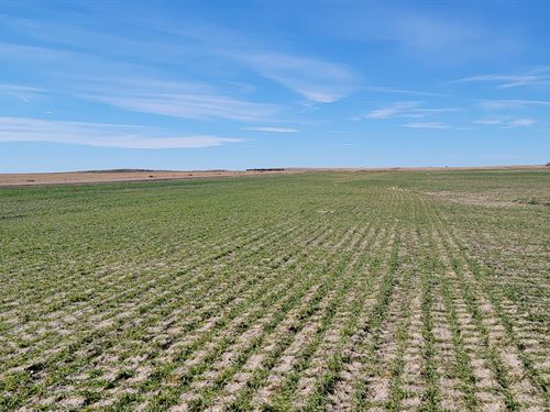 Pauline Nelson Dryland Auction : Sterling : Logan County : Colorado