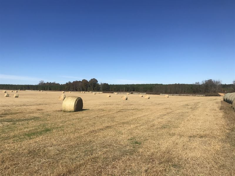 87 Acres in Emanuel County : Summertown : Emanuel County : Georgia