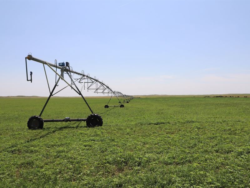 Heartstrong Irrigated Qtr Auction : Yuma : Yuma County : Colorado
