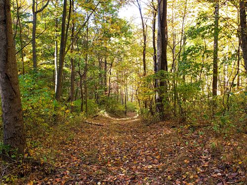 87 Wooded Acres, Small Cabin / Shed : Forest : Bedford County : Virginia