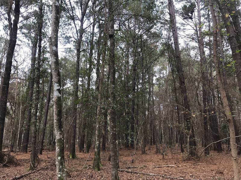 Absolute Auction in Chatham County : Pooler : Chatham County : Georgia