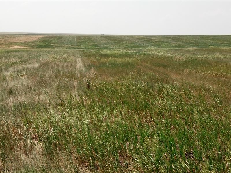South Beeler Crp Income Property : Beeler : Ness County : Kansas