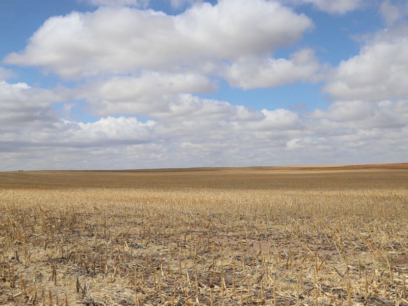 SW Sedgwick County Dryland Auction : Haxtun : Sedgwick County : Colorado