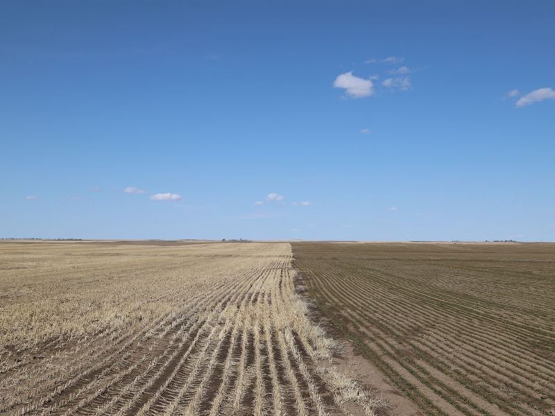 NE Cheyenne County Dryland Auction : Gurley : Cheyenne County : Nebraska