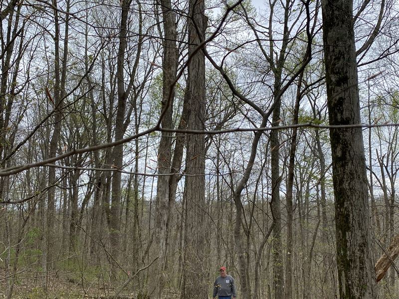 Kentucky Timber Auction : Columbia : Adair County : Kentucky