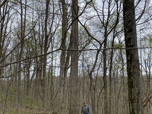 Kentucky Timber Auction : Columbia : Adair County : Kentucky