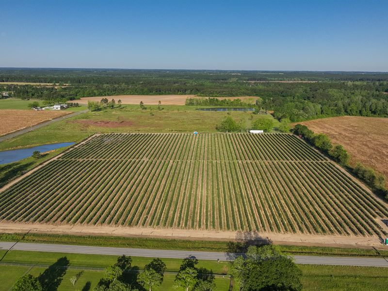 Commercial Blueberry Farm : Hartsfield : Colquitt County : Georgia