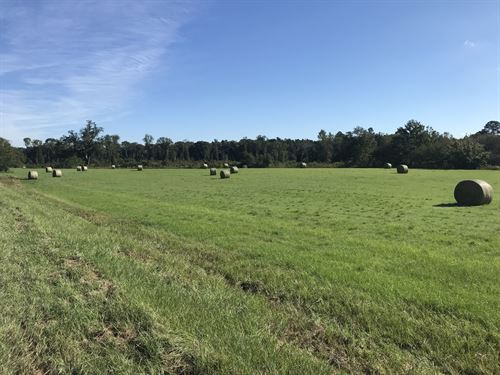 90 Acres in Crisp & Wilcox Counties : Cordele : Crisp County : Georgia