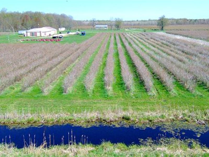 100 Acres Blueberry Land & Building : Covert : Van Buren County : Michigan