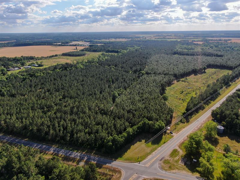 Large Acreage Of Prime Timberland : Sylvester : Worth County : Georgia