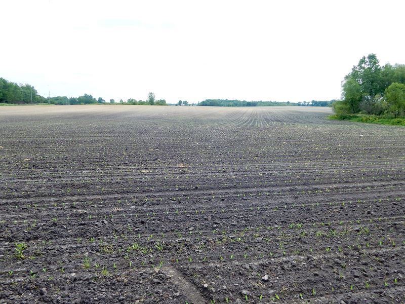 Land Auction, 102+/- Acres Offered : Macy : Miami County : Indiana