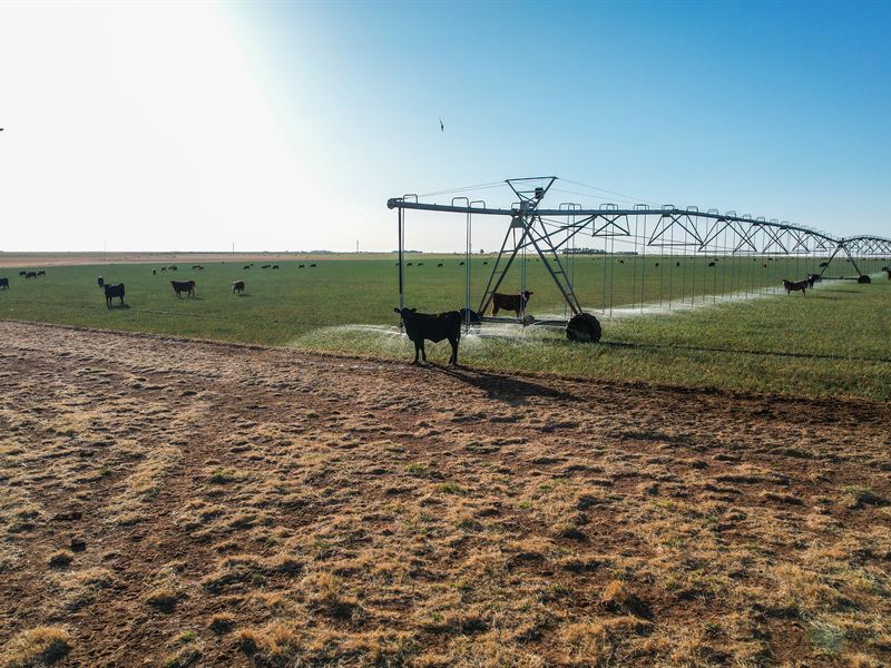 Texas Farm & Ranch for Sale : Earth : Lamb County : Texas