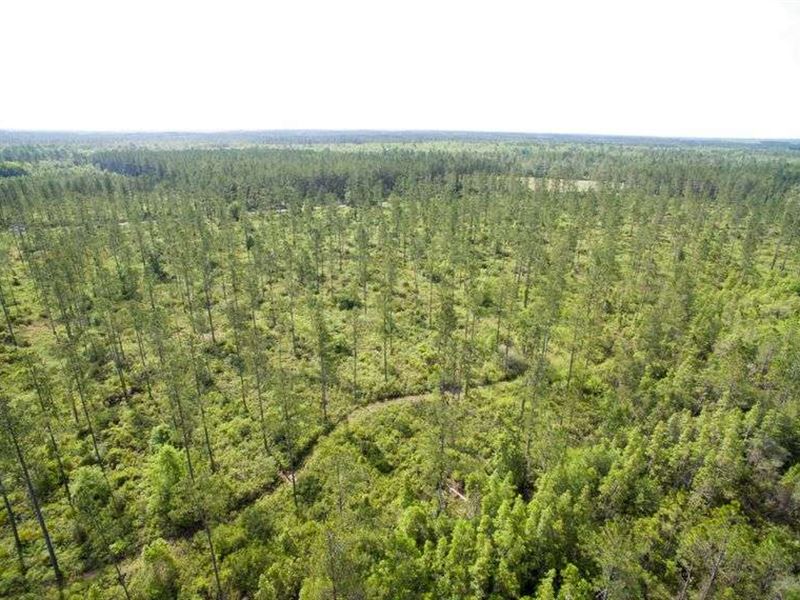 Residential Vacant Land : White Oak : Camden County : Georgia