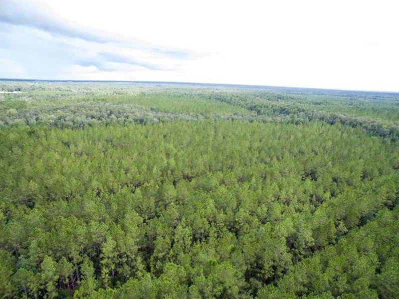 Two Timberland Tracts : Jesup : Wayne County : Georgia