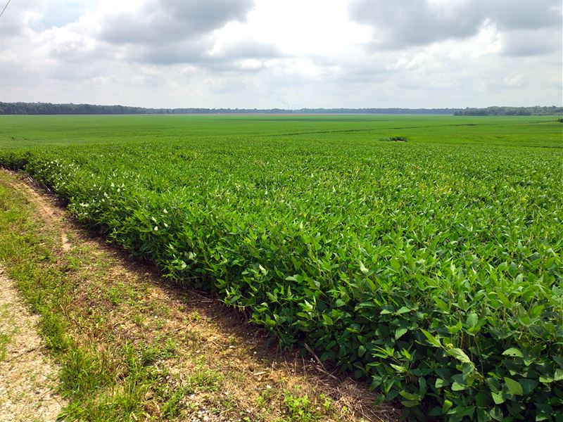 Land Auction in Knox County, IN : Vincennes : Knox County : Indiana