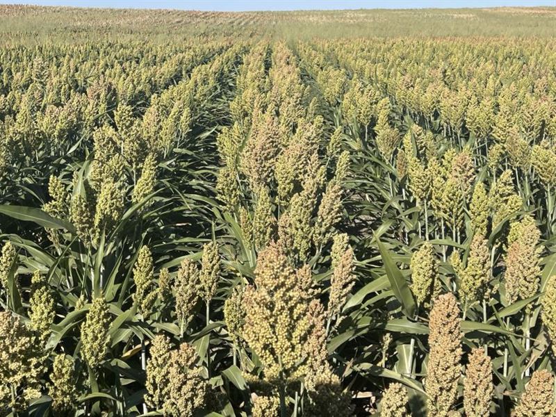Abe Elliff, Llc Dryland Auction : Haxtun : Logan County : Colorado