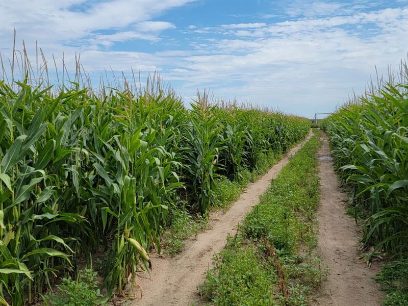 North Eckley Irrigated Land Auction : Eckley : Yuma County : Colorado