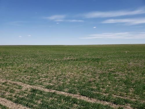 Chappell Dryland Quarter : Chappell : Deuel County : Nebraska