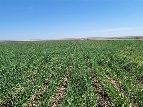 Lone Star Dryland Auction : Yuma : Colorado