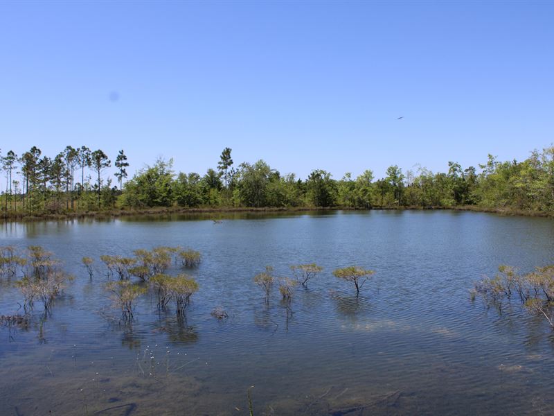 61 Acres Vacant Land : Lakeland : Lanier County : Georgia