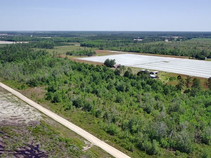 28 Acres Vacant Land : Lakeland : Lanier County : Georgia
