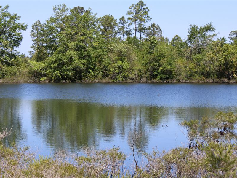 77 Acres Vacant Land : Lakeland : Lanier County : Georgia