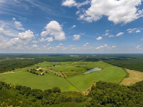 175 Acre Cattle Property : Rochelle : Wilcox County : Georgia