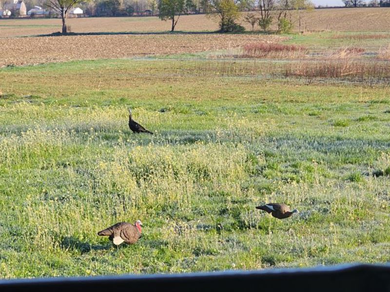 One Of A Kind Hunting Property : South Whitley : Whitley County : Indiana