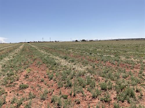 Arizona Ranch & Farm Land for Sale : Concho : Apache County : Arizona