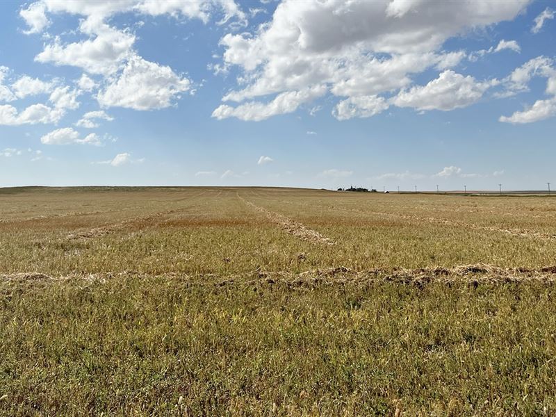 Northwest Yuma Dryland : Yuma : Washington County : Colorado