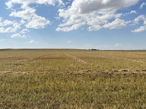 Northwest Yuma Dryland Auction : Yuma : Washington County : Colorado