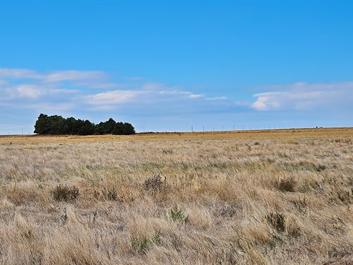Jernberg Trust Dryland Auction : Yuma : Colorado