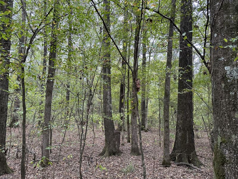 Louisiana Timberland for Sale : Winnfield : Winn Parish : Louisiana