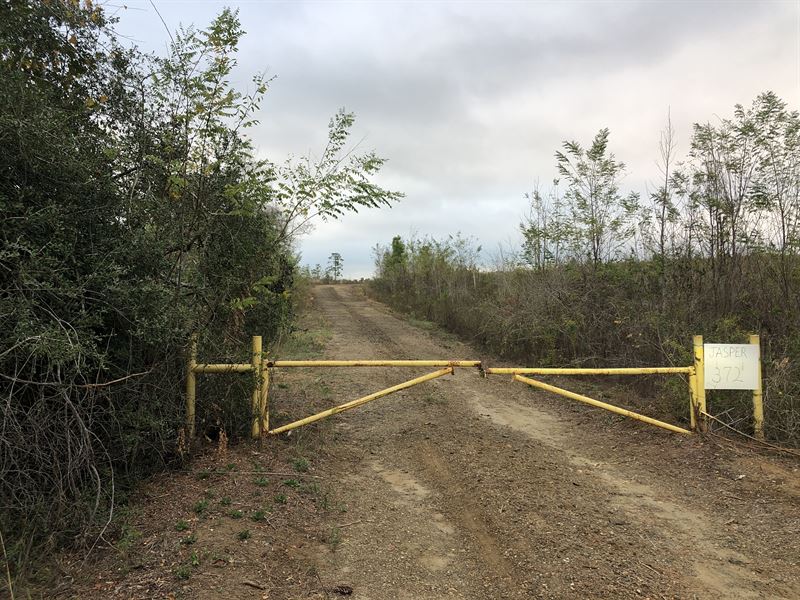 Texas Timberland for Sale : Jasper : Jasper County : Texas
