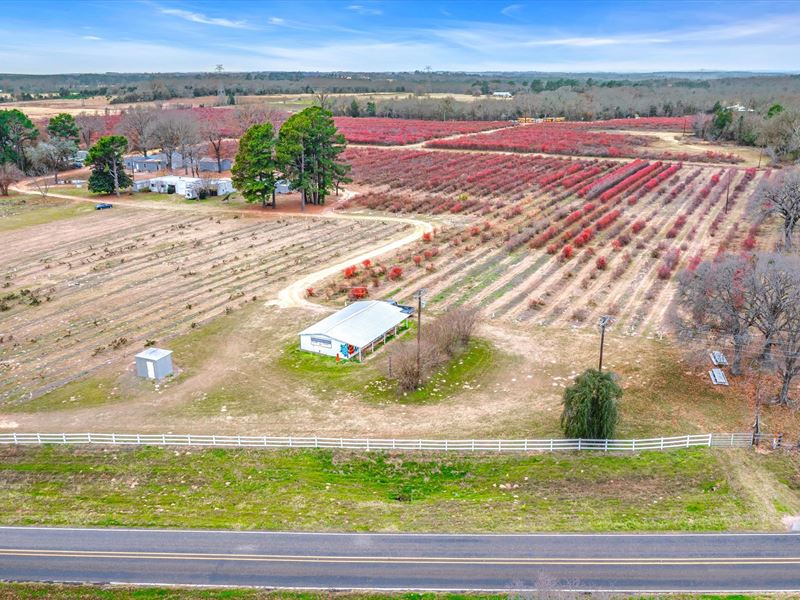 Blueberry Farm for Auction in Larue : Larue : Henderson County : Texas