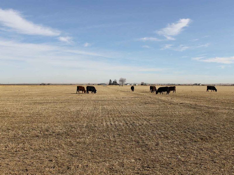 154 Acre Land Auction & C-Bt Water : Ault : Weld County : Colorado