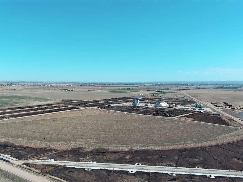 Advantage Feedyard Auction : Sterling : Logan County : Colorado