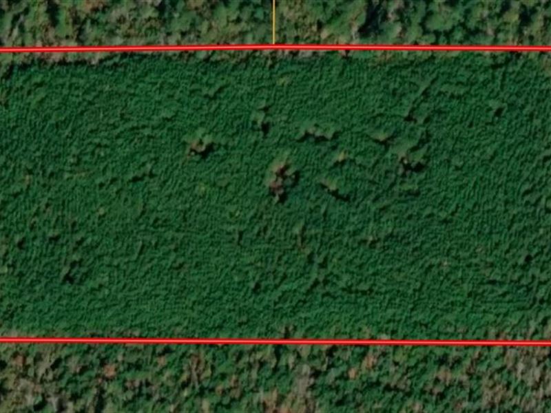 Sportsman's Paradise, Land Auction in Louisiana, 372601 AUCTIONFLIP