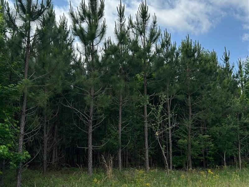 122 Acres in Montgomery County : Vidalia : Montgomery County : Georgia