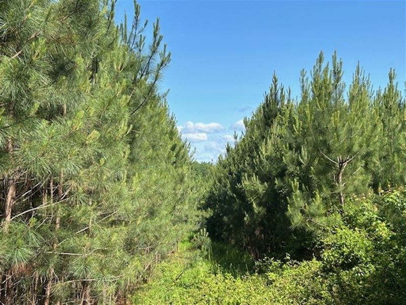 Planted Pine Planation : Gretna : Pittsylvania County : Virginia