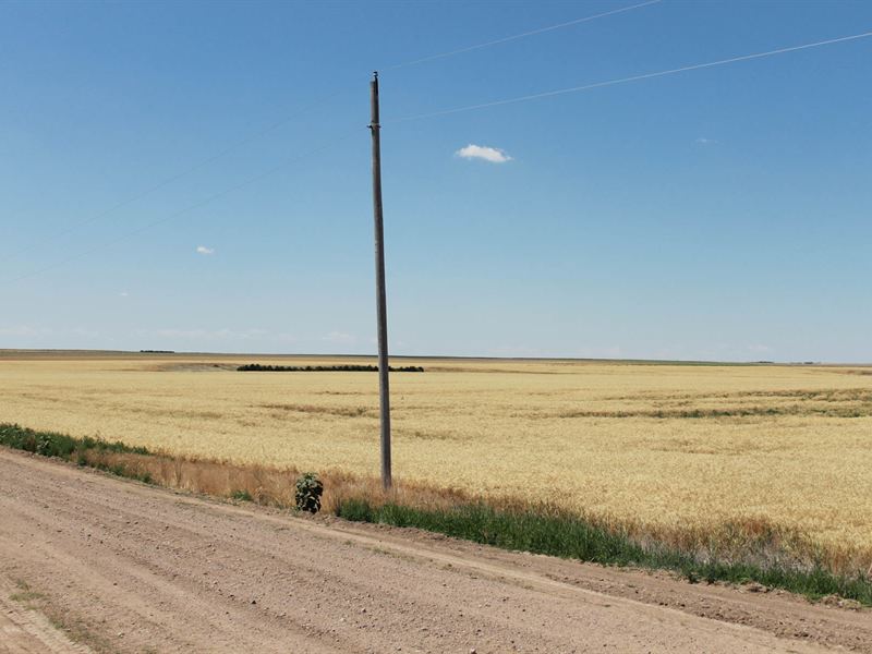 Productive Eastern CO Dryland Farms : Akron : Washington County : Colorado